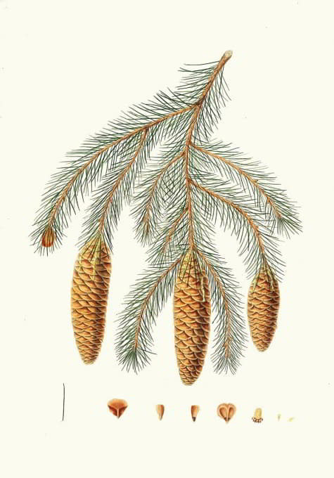 Aylmer Bourke Lambert - Pinus Smithiana = Himalayan spruce fir.