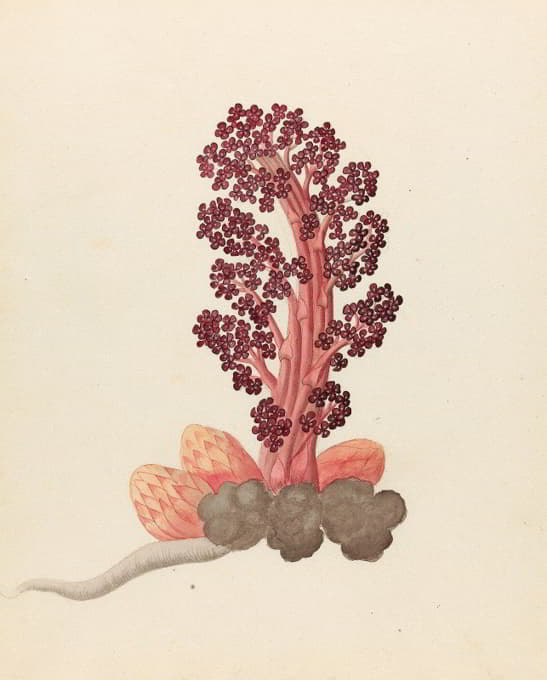 Clemenz Heinrich Wehdemann - Aphyteia hydnora  [Nymphaea nouchali]