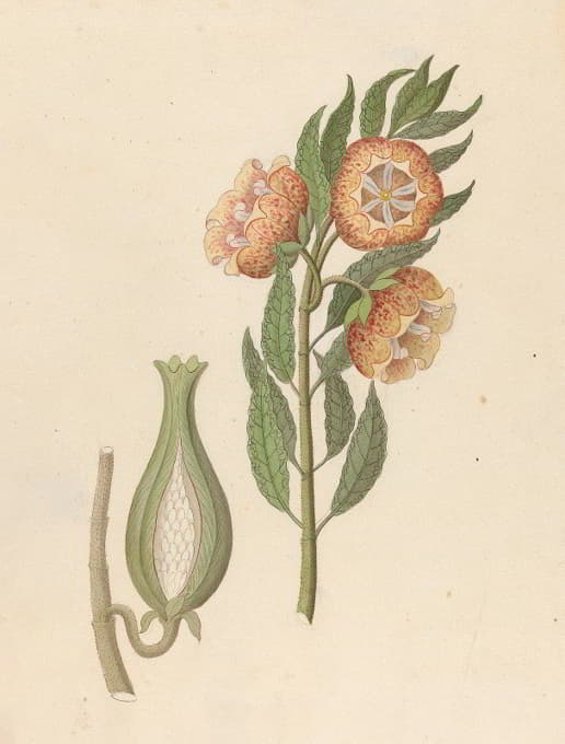 Clemenz Heinrich Wehdemann - Asclepias grandiflora [Pachycarpus grandiflorus]