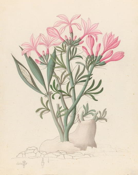 Ceropegia or Echites [Pachypodium succulentum]