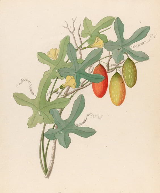 Clemenz Heinrich Wehdemann - Cucumis, Melothria pendula [Coccinea quinqueloba]