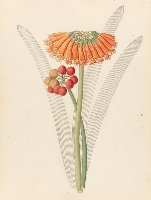 Clemenz Heinrich Wehdemann - Cyrtanthus [Clivia nobilis]
