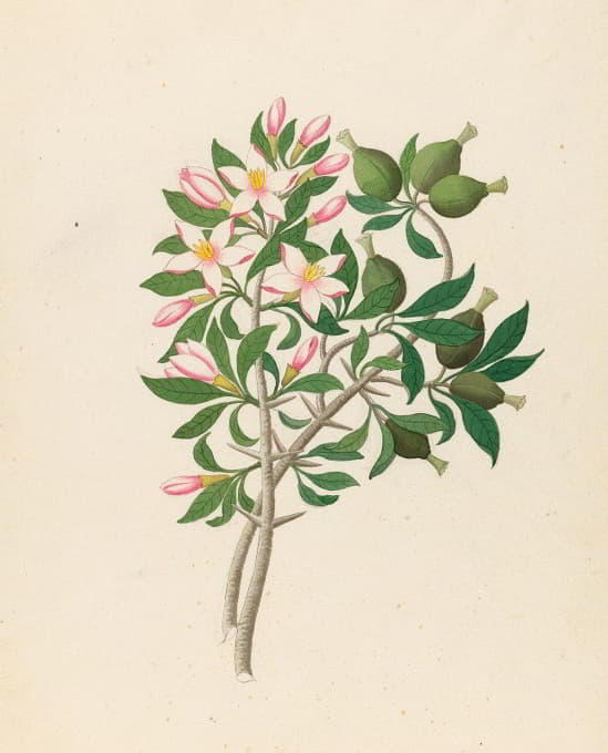 Clemenz Heinrich Wehdemann - Gardenia Nov. Sp. [Hyperacanthus amoenus]