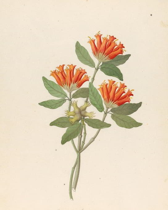 Clemenz Heinrich Wehdemann - Gardenia Nova Sp. [Burchellia bubalina]