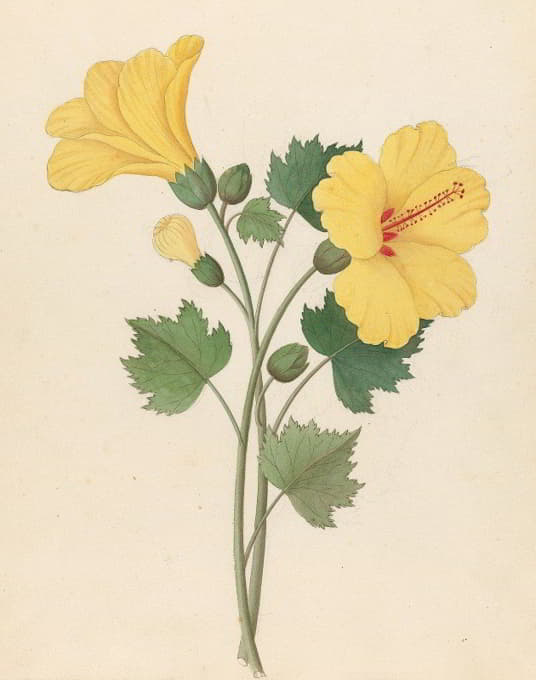 Clemenz Heinrich Wehdemann - Hibiscus [Hibiscus calyphyllus]