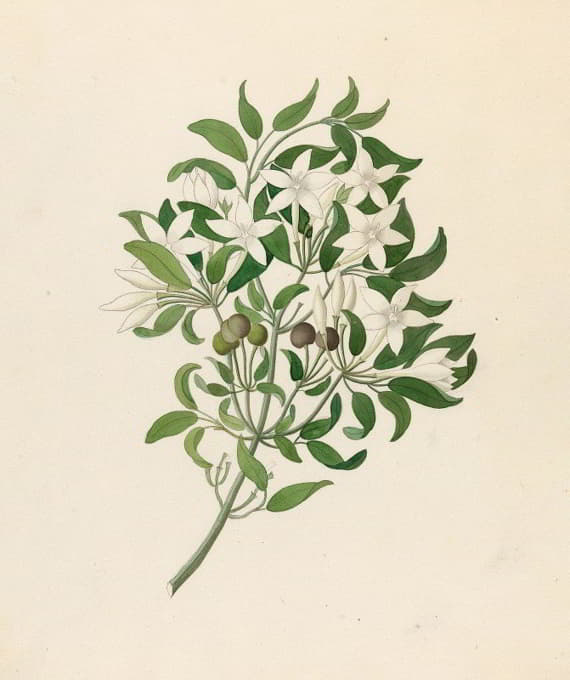 Clemenz Heinrich Wehdemann - Jasminum angulare