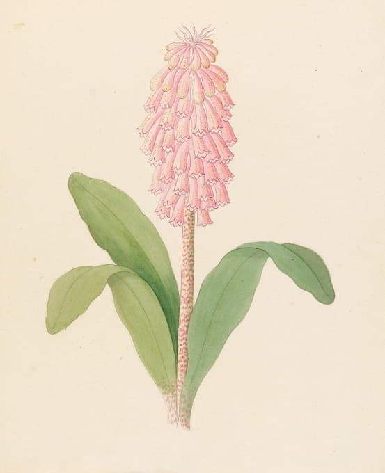 Clemenz Heinrich Wehdemann - Veltheimia viridifolia [Veltheimia bracteata]
