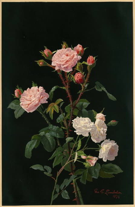 粉色和白色玫瑰