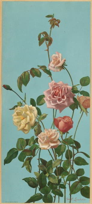 茶玫瑰和胭脂玫瑰
