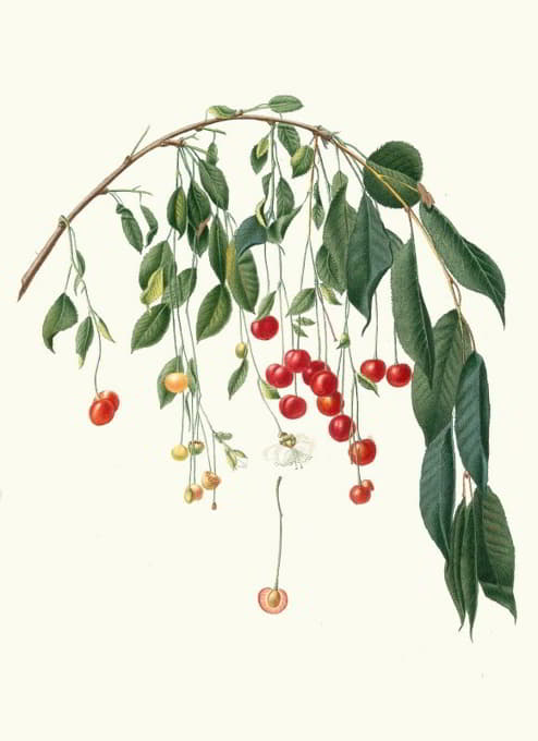 Giorgio Gallesio - Ciliegia Progressiflora. [Cerasus visciola ; Visciola Cherries]