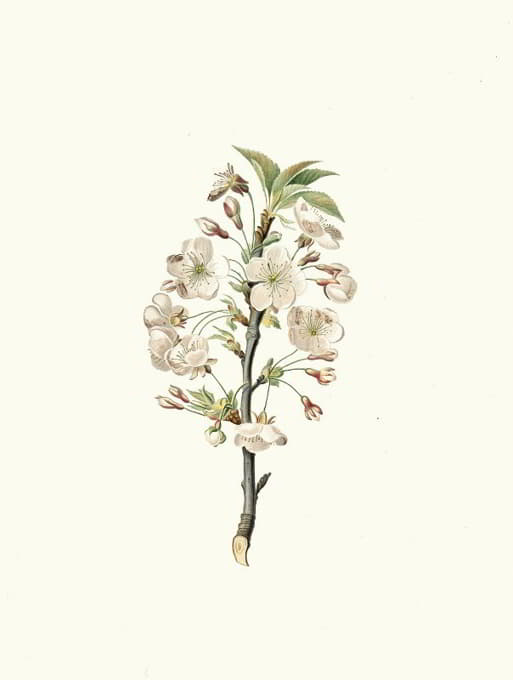 Giliegio Visciolo的花。梨树花