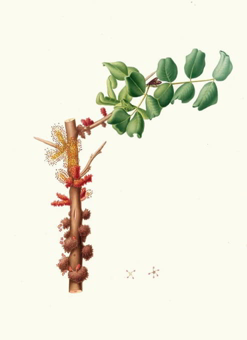 Giorgio Gallesio - Fiore maschio di Carobbo. [Carob flower]