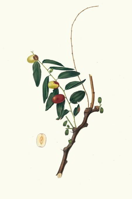 Giorgio Gallesio - Giuggiola a frutto oblongo. [Ziziphus vulgaris ; Jujube]