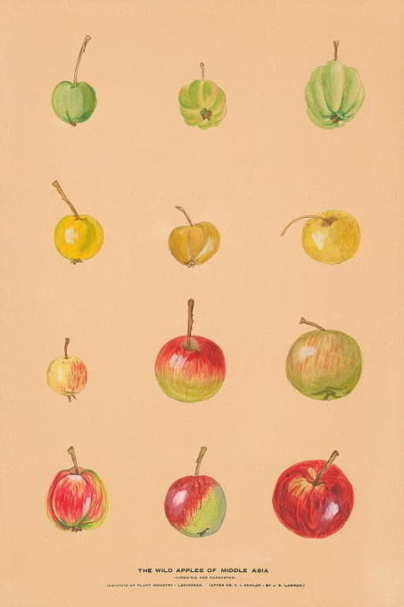 Nikolai Ivanovich Vavilov - The Wild Apples of Middle Asia