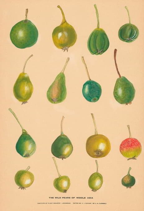 Nikolai Ivanovich Vavilov - The Wild Pears of Middle Asia