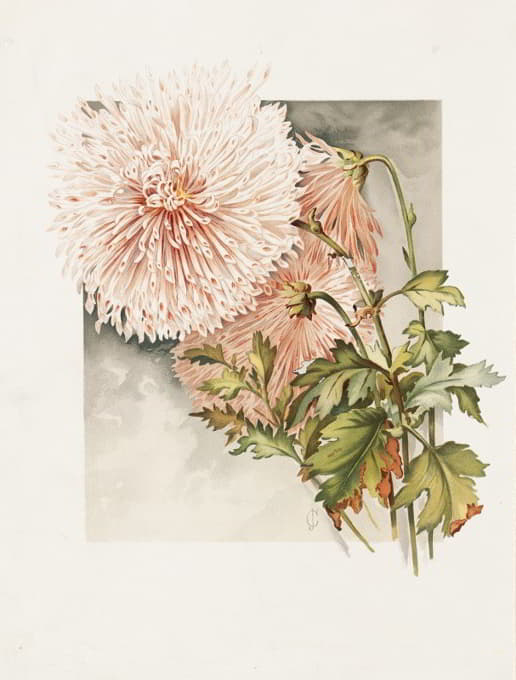 James Callowhill - Chrysanthemums