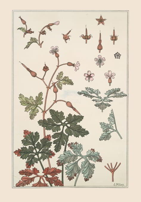 Maurice Pillard Verneuil - Geranium sauvage