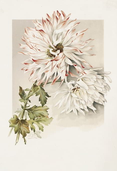 Sidney Thomas Callowhill - Chrysanthemums