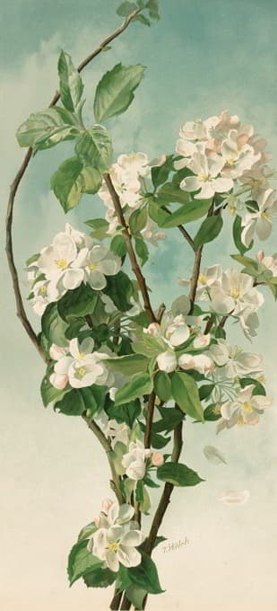 Thaddeus Welch - Apple Blossoms