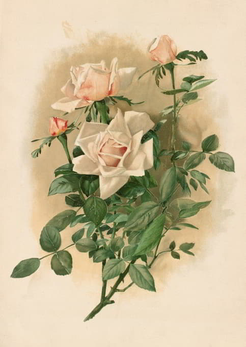 瓦隆布罗萨公爵夫人玫瑰
