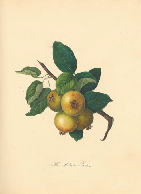 Thomas Andrew Knight - Holmore Pear