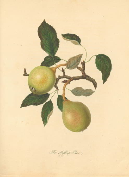 Thomas Andrew Knight - Huffcap Pear