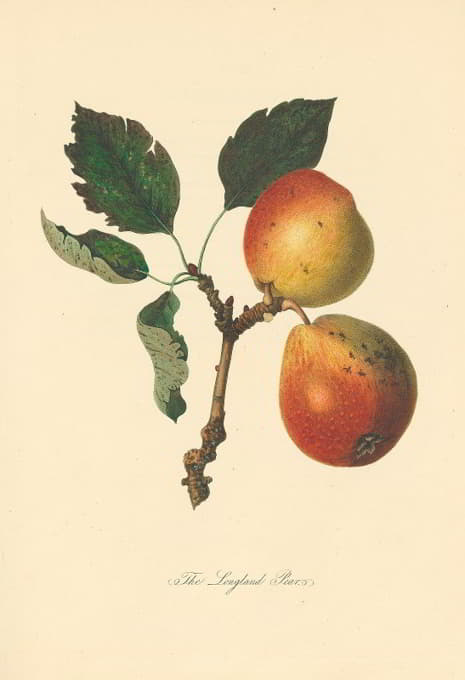 Thomas Andrew Knight - Longland Pears
