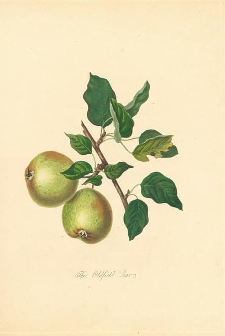 Thomas Andrew Knight - Oldfield Pear