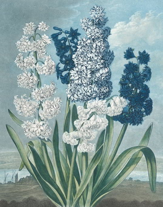Thomas Warner - Hyacinths