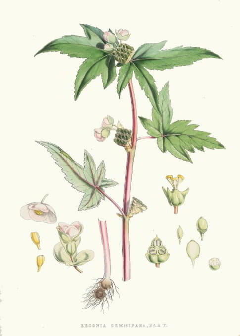 Walter Fitch Hood - Begonia Gemmipara, H.f. et T.