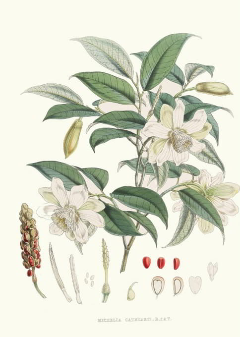 Walter Fitch Hood - Michelia Cathcartii, H.f. et T.