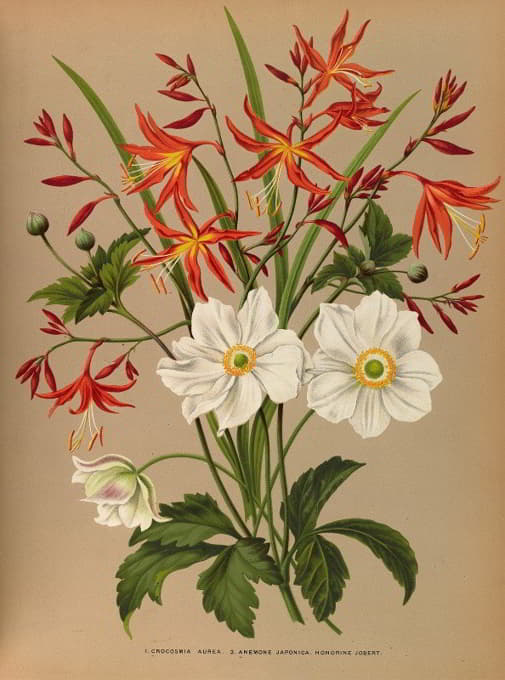 Arentine H. Arendsen - 1.Crocosmia Aurea. 2.Anemone Japonica. Honorine Jobert.