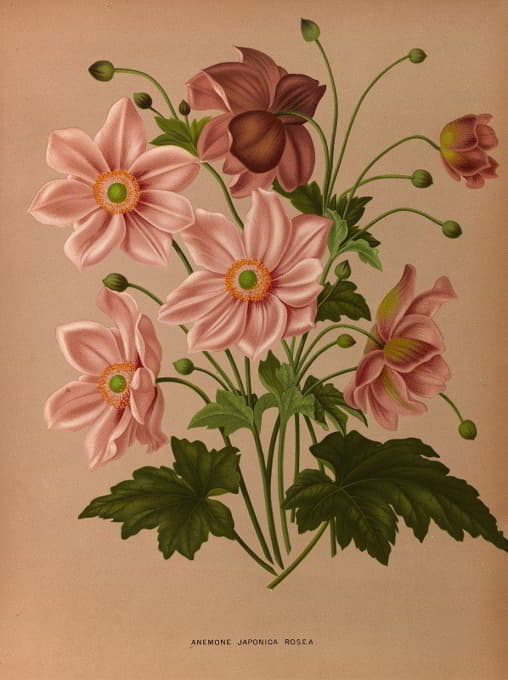 Arentine H. Arendsen - Anemone Japonica Rosea