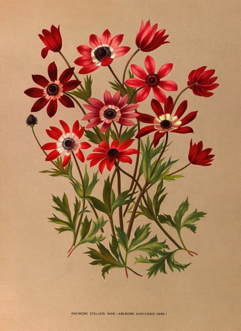 Arentine H. Arendsen - Anemone Stellata Varr (Anemone Hortensis Varr )
