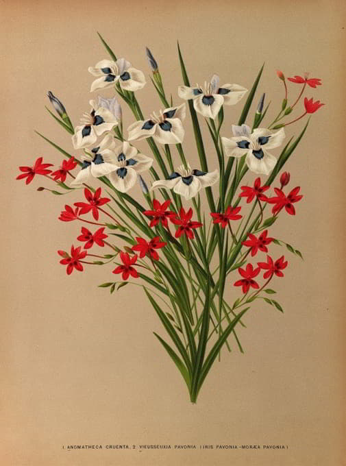 Arentine H. Arendsen - Anomatheca Cruenta . 2 Vieusseuxia Pavonia (Iris Pavonia -Morea Pavonia)