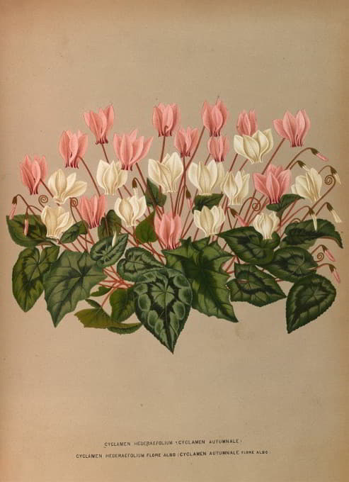 Arentine H. Arendsen - Cyclamen Hederaefolium (Cyclamen Autumnale )