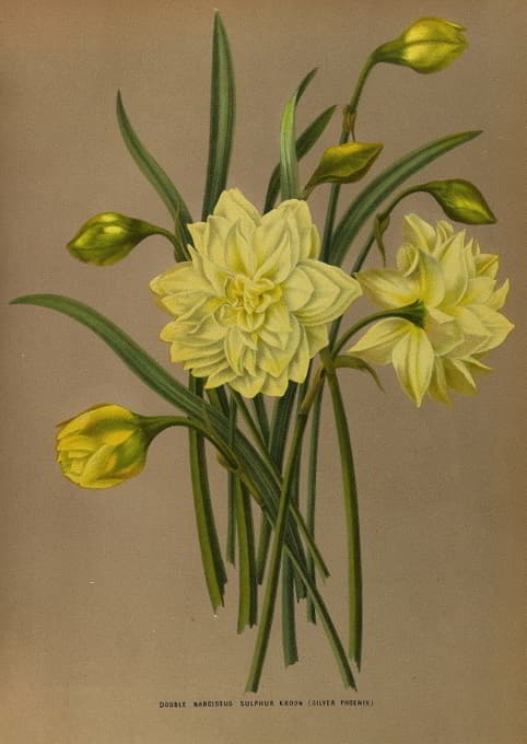 Arentine H. Arendsen - Double Narcissus Sulphur Kroon (Silver Phoenix