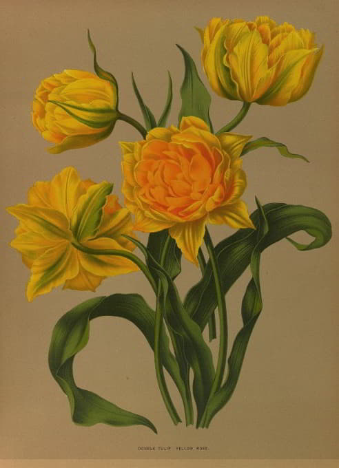 Arentine H. Arendsen - Double Tulip Yellow Rosé