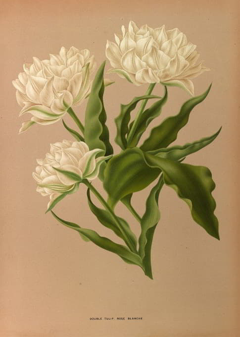 Arentine H. Arendsen - Double Tulip. Rosé Blanche.