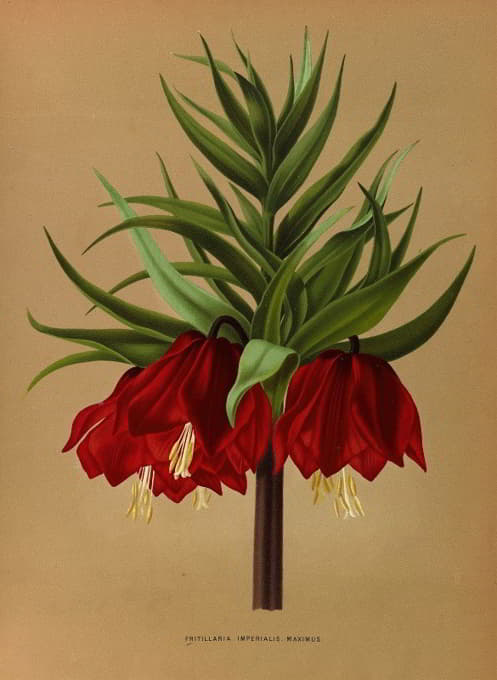 Arentine H. Arendsen - Fritillaria Imperialis Maximus.