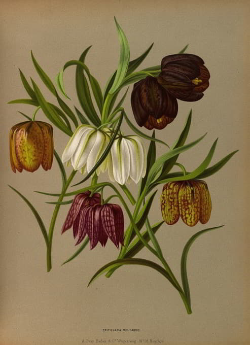 Arentine H. Arendsen - Fritillaria Meleagris.