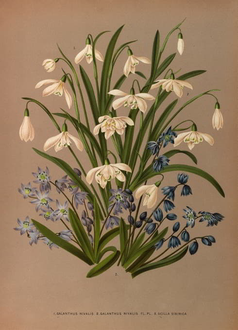 Arentine H. Arendsen - Galanthus Nivalis  2 . Galanthus Nivalis Fl . Pl . 3. Scilla Sibirica