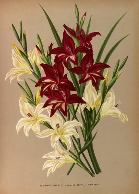 Arentine H. Arendsen - Gladiolus Colvillii, Gladiolus Colvillii Flore Albo