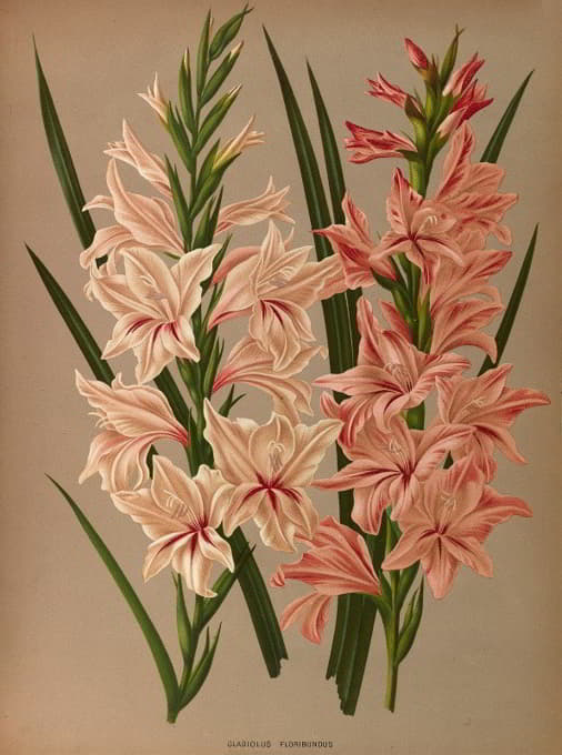 Arentine H. Arendsen - Gladiolus Floribundus