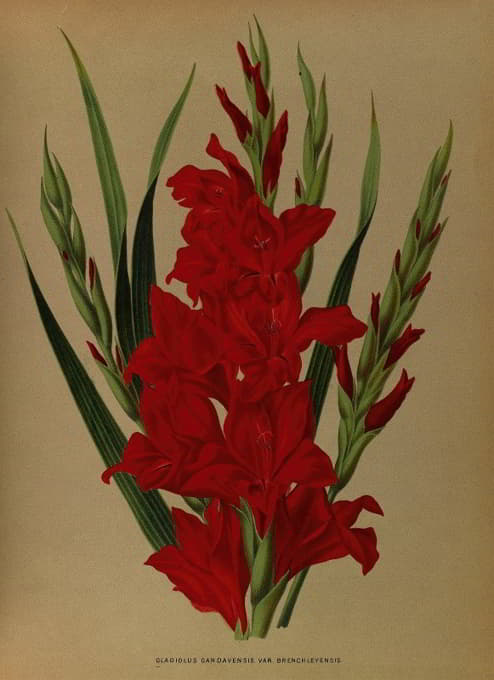 Arentine H. Arendsen - Gladiolus Gandavensis. Var. Brench Leyensis
