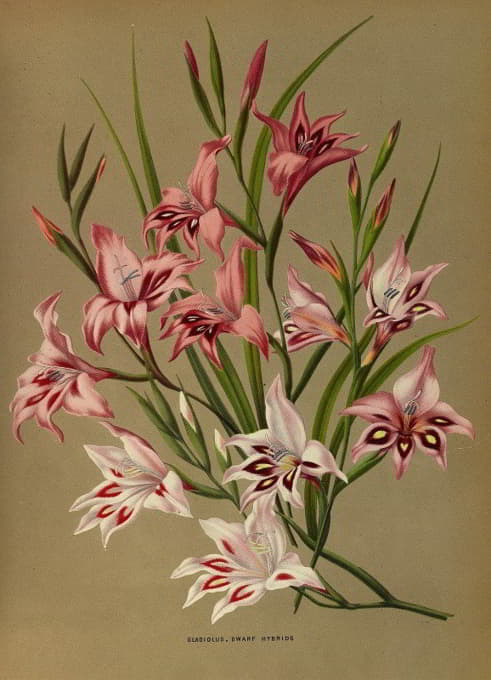 Arentine H. Arendsen - Gladiolus, Dwarf Hybrids