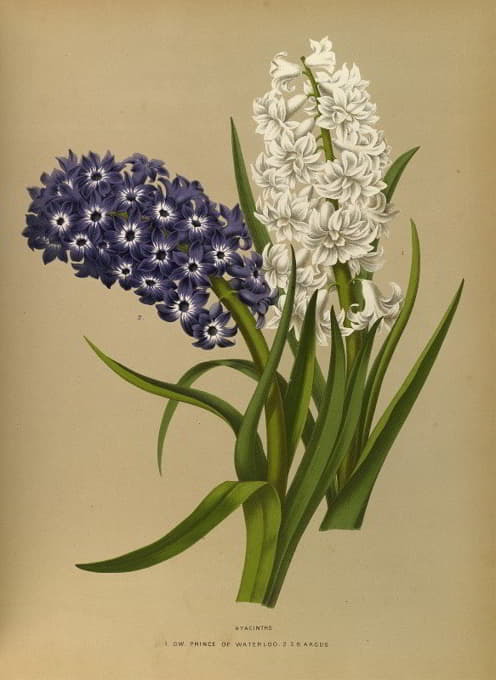 Arentine H. Arendsen - Hyacinths 10