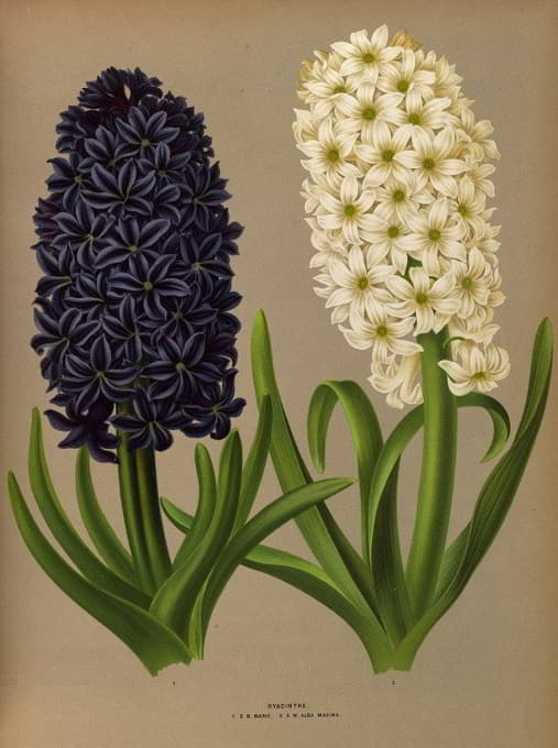 Arentine H. Arendsen - Hyacinths 11