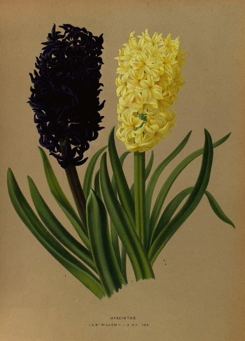 Arentine H. Arendsen - Hyacinths 2