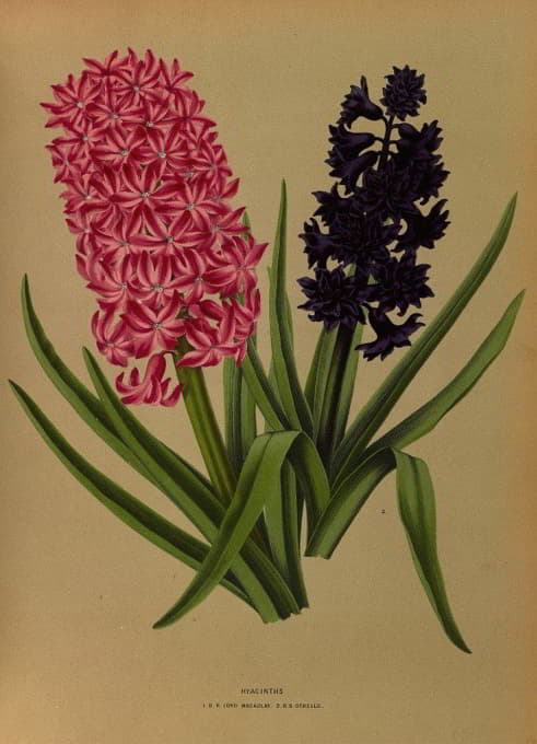 Arentine H. Arendsen - Hyacinths 3